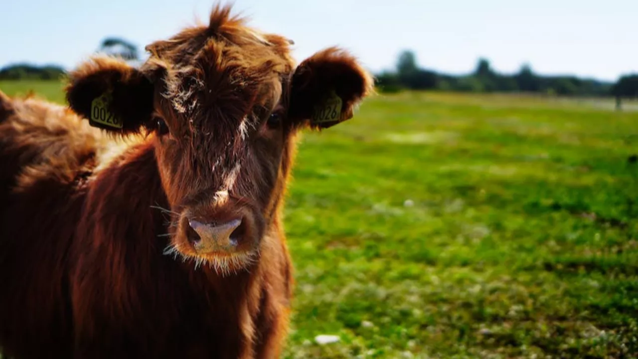 Haute-Provence : ouverture de la télédéclaration des aides animales