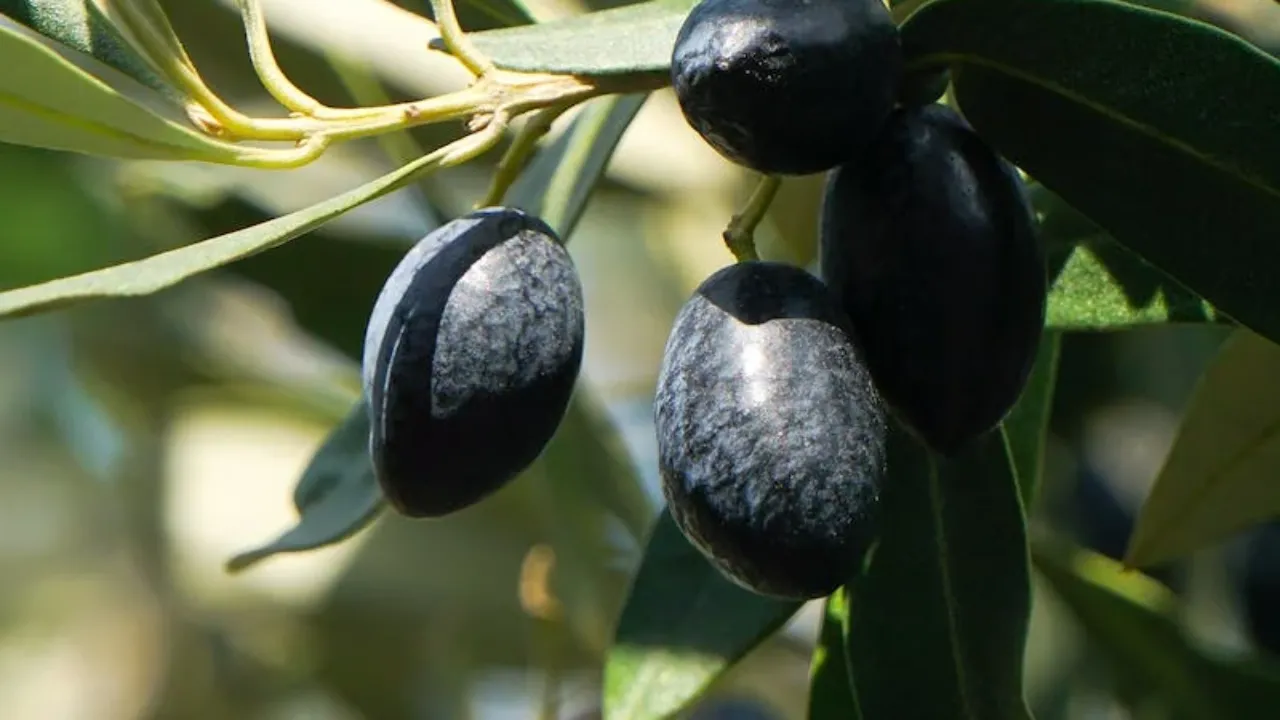 Haute-Provence : plantation d’oliviers à Digne-les-Bains