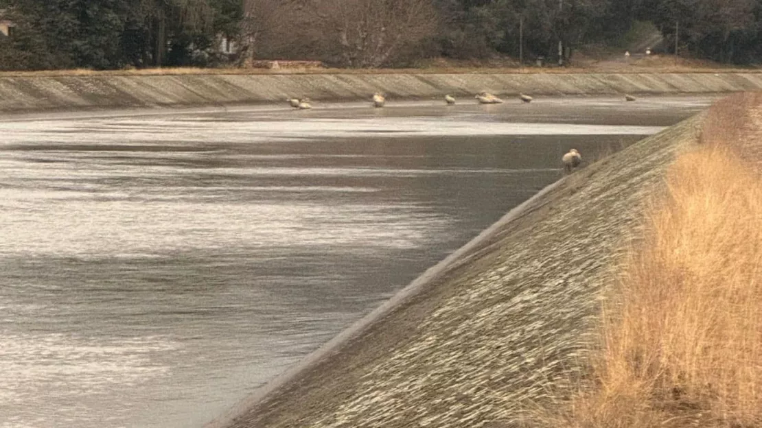 56 moutons tombent à l'eau à Manosque