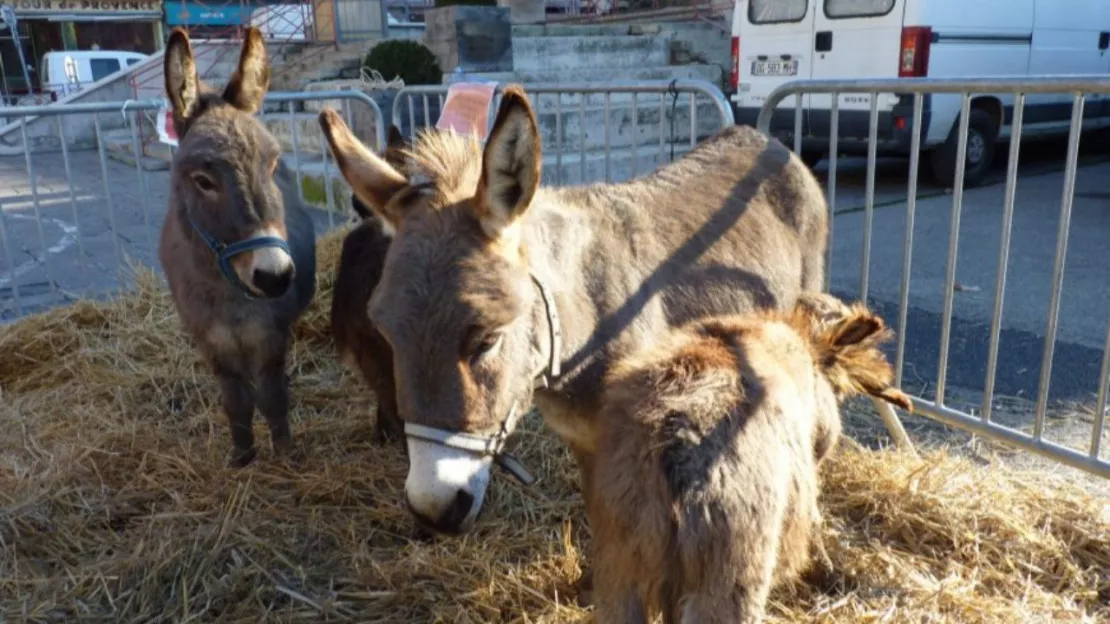 Alpes de Haute-Provence : 24e édition de la fête de l'âne gris