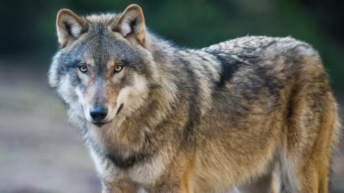 Alpes du Sud : face "à la baisse du nombre de loups" en France, six associations dénoncent "la déraison d'État"