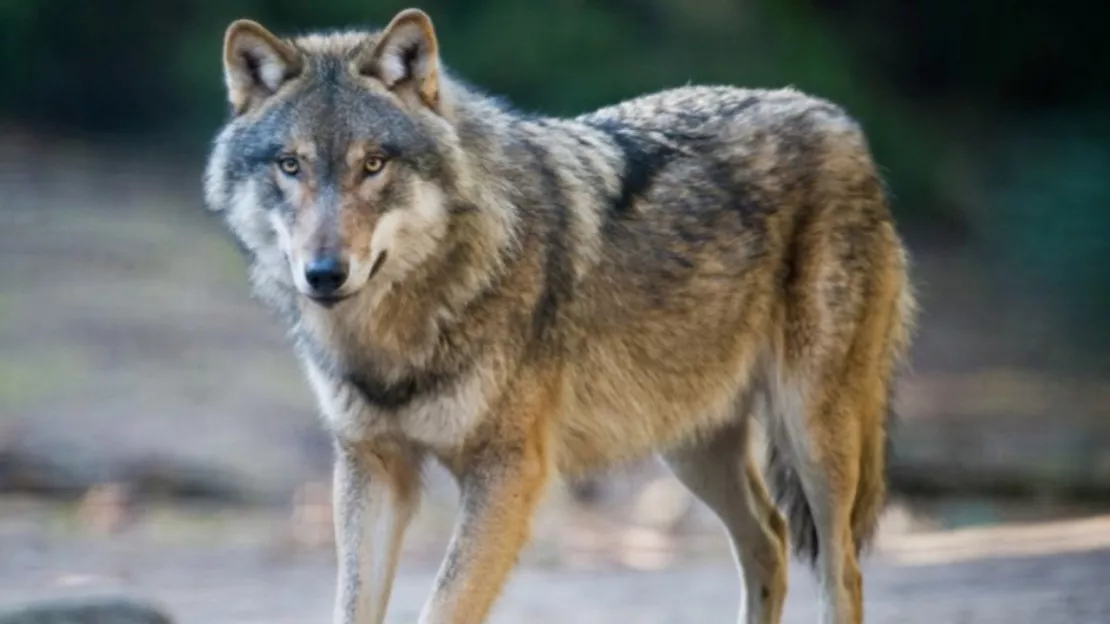 Alpes du Sud : l’élevage pastoral « menacé » par la « prolifération des loups »