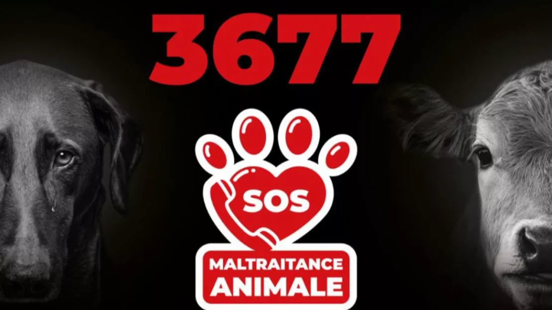 Alpes du Sud : le 3677, un numéro pour signaler les cas de maltraitance animale