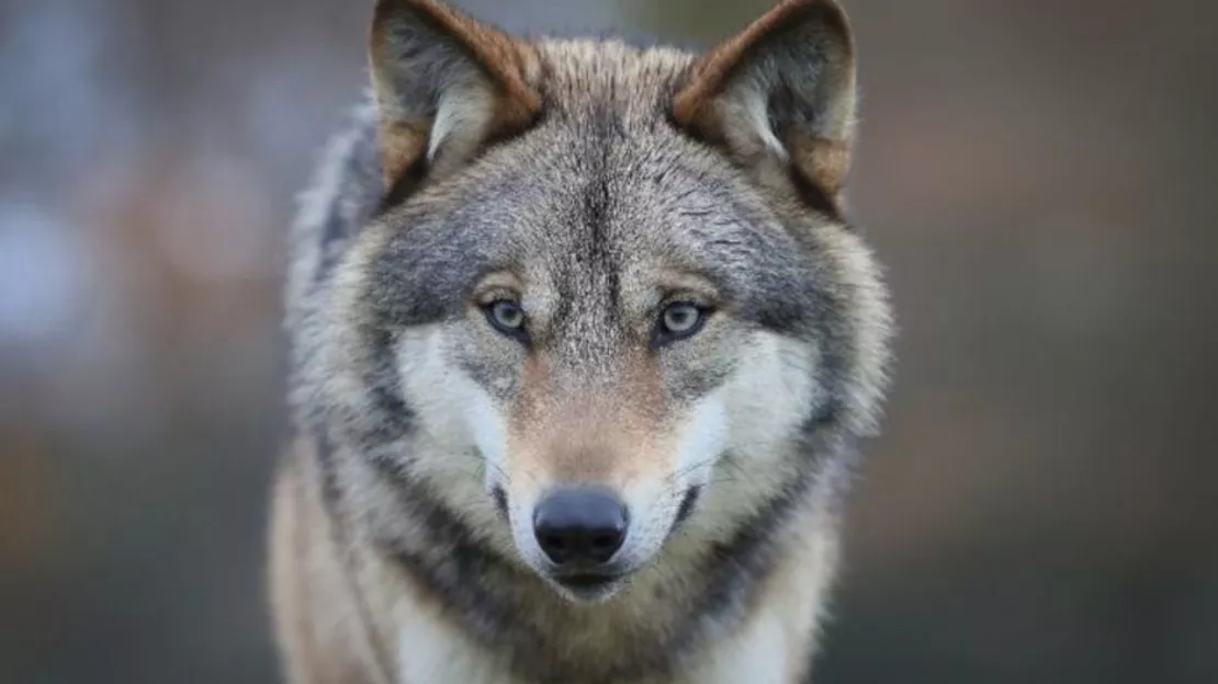 Alpes du Sud : le nouveau plan loup fait grincer des dents les associations environnementales