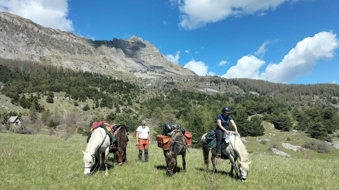 Alpes du Sud : le portage par cheval auprès des bergers, la renaissance d'une pratique ancestrale