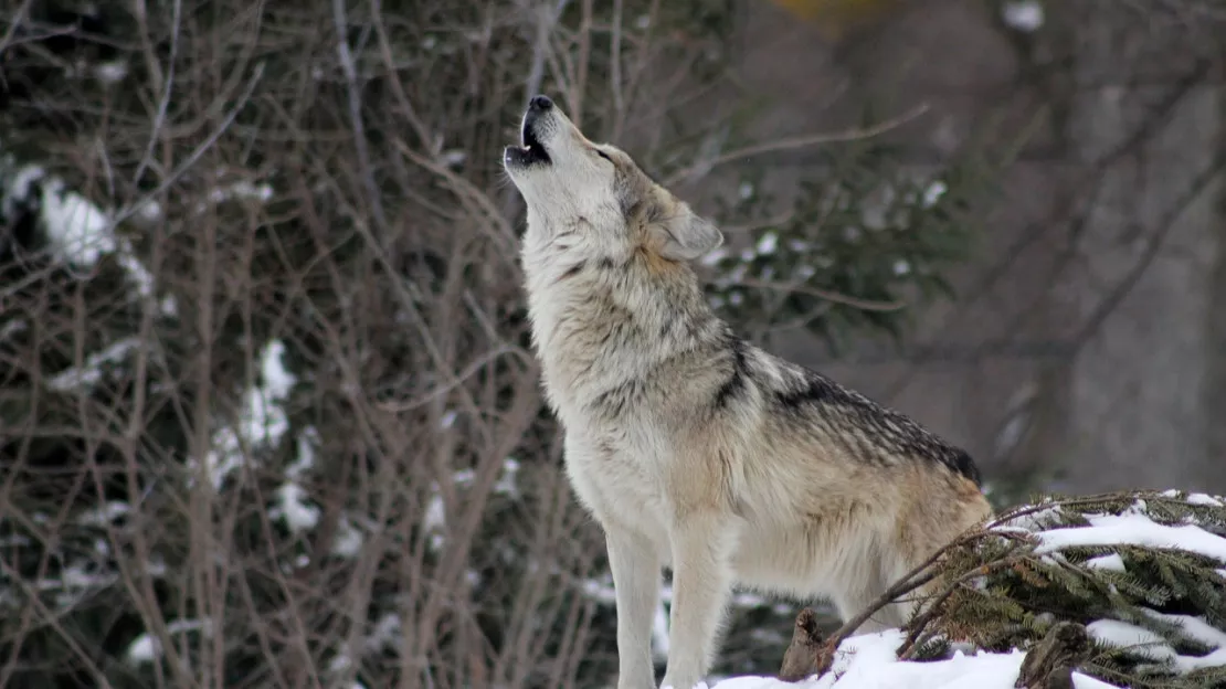 Alpes du Sud : le protocole pour le tir du loup sera "simplifié"