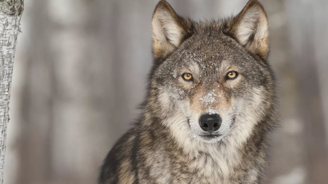 Alpes du Sud : Plan Loup, « un cadre pour renforcer la coexistence du loup et des activités d’élevage »
