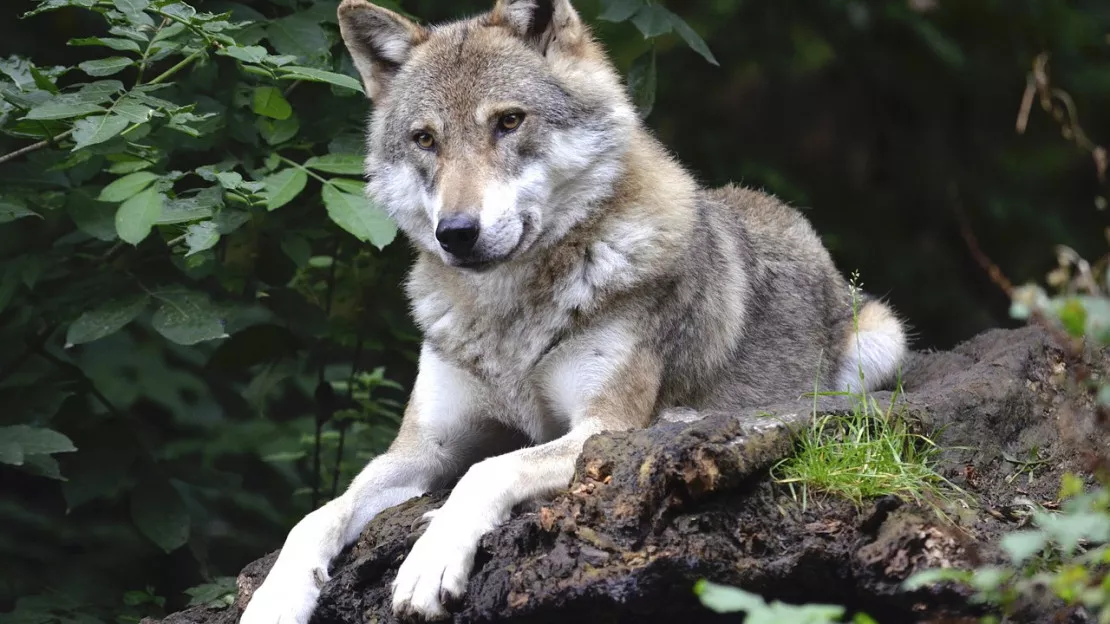 Alpes du Sud : Ursula von der Leyen reconnait la "dangerosité du loup"