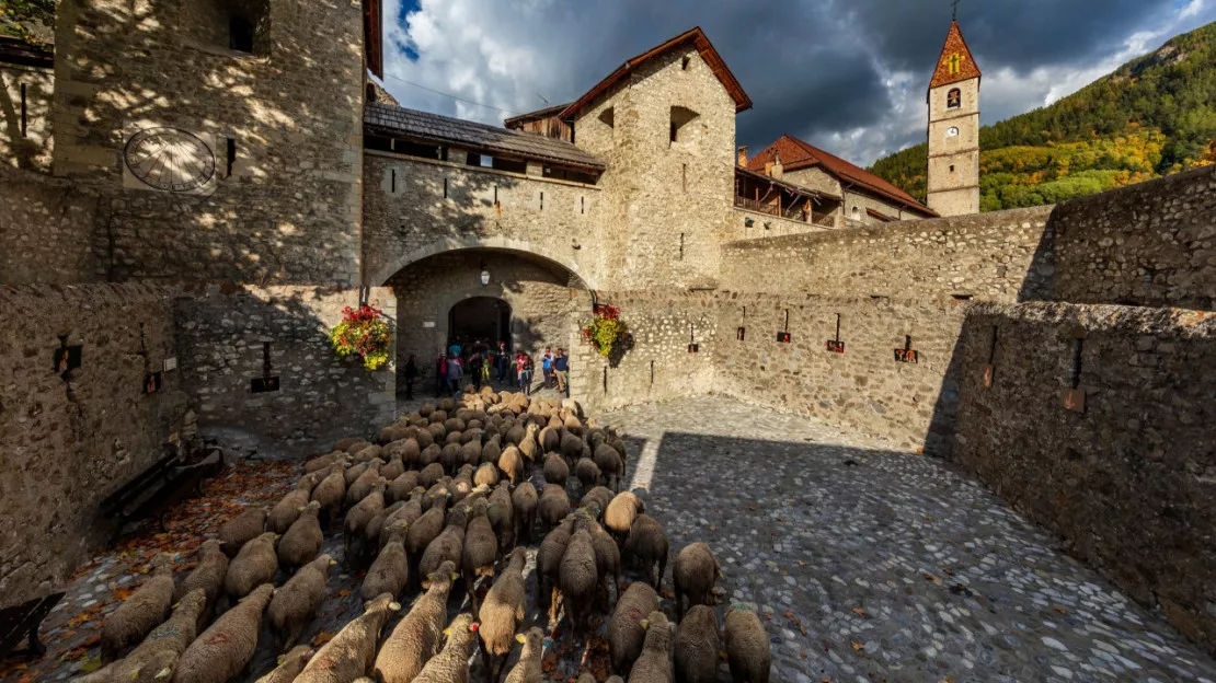 Colmars les Alpes célèbre la transhumance ce week-end