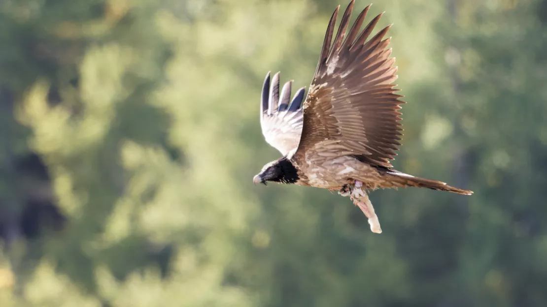 Entre 21 à 25 gypaètes barbus présents sur le parc National du Mercantour