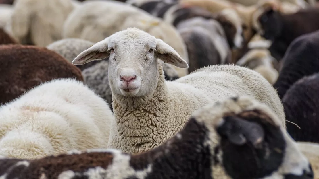 Fièvre catarrhale ovine et Maladie Hémorragique : la situation se tend dans les Alpes de Haute-Provence