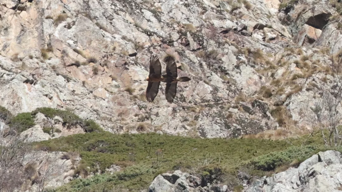 Gypaètes barbus, deux éclosions attendues dans les Hautes-Alpes