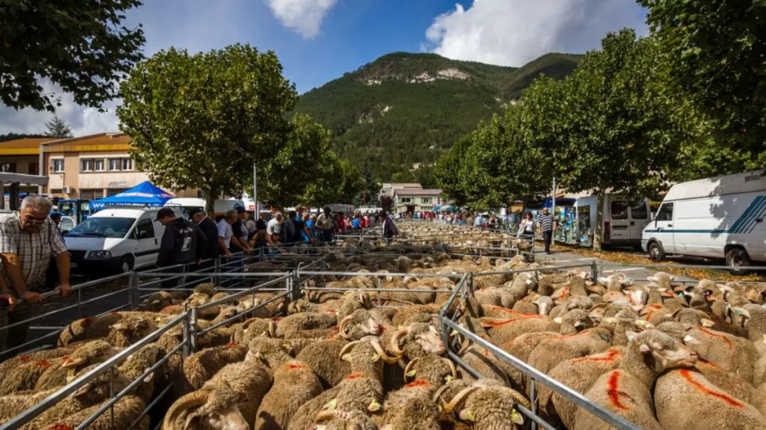 Haute-Provence : 250 exposants pour la 38ème Foire Agricole de Saint André les Alpes