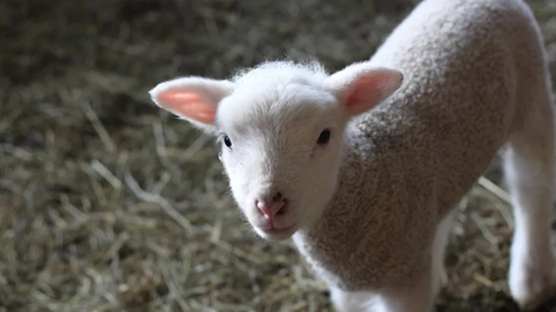 Haute-Provence : 500 ovins et caprins attendus au cœur du village de Thoard