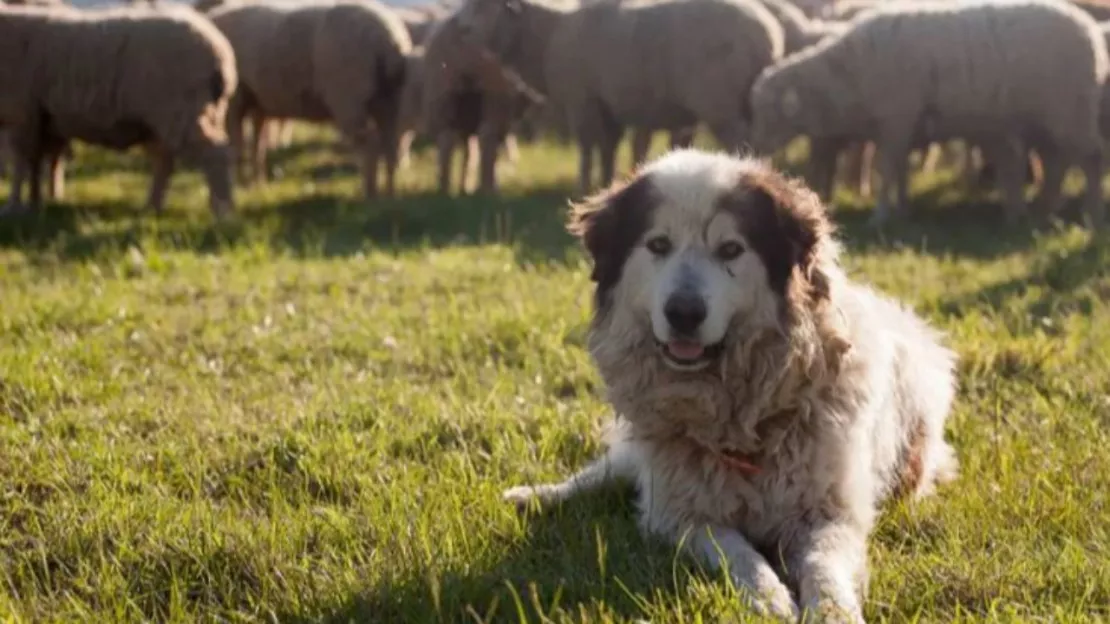 Haute-Provence : des actions de sensibilisation face aux chiens de protection