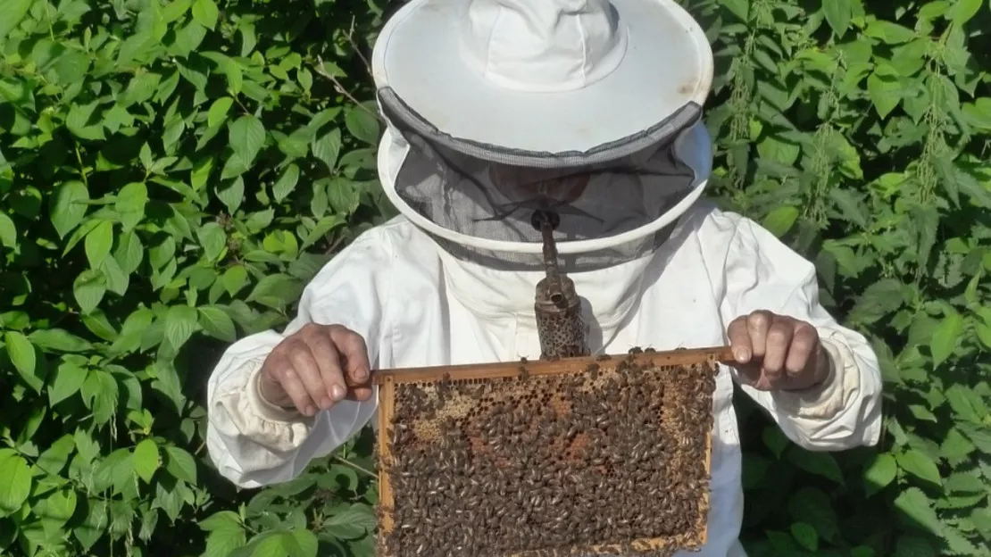 Haute-Provence : Forcalquier fête la filière apicole