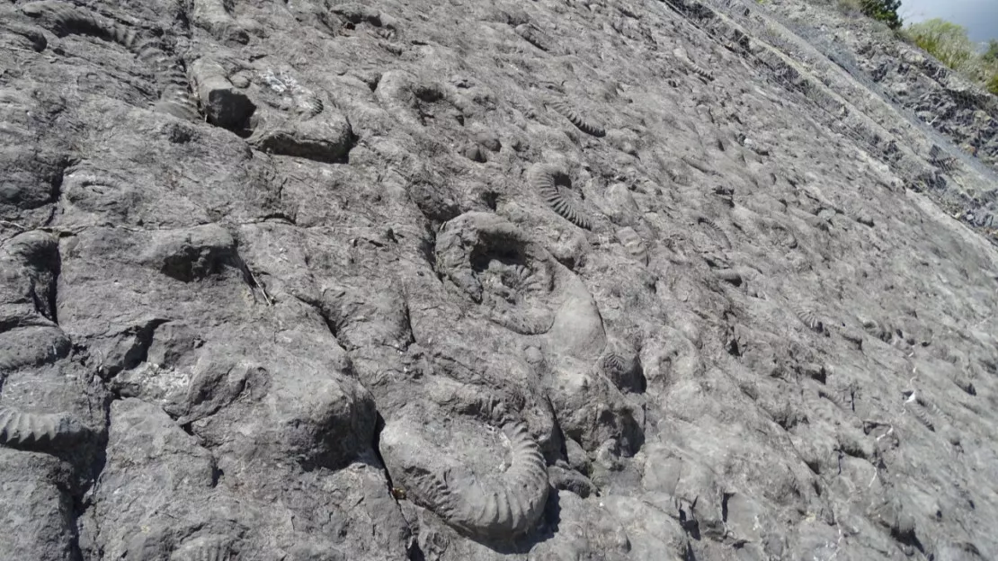 Haute-Provence : la dalle aux ammonites dans le top 100 des sites géologiques remarquables dans le monde