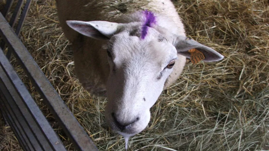 Haute-Provence : la fièvre catarrhale ovine sur le territoire