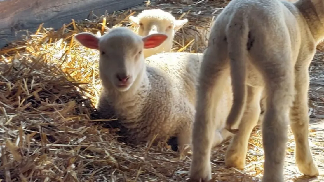 Haute-Provence : La Javie fait ce samedi sa 42ème édition de sa foire aux tardons