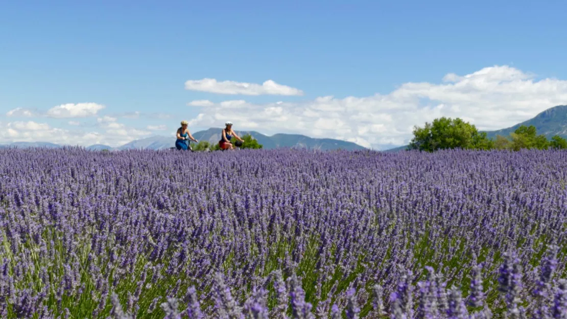 Haute-Provence : les Routes de la Lavande, un trésor local à valoriser