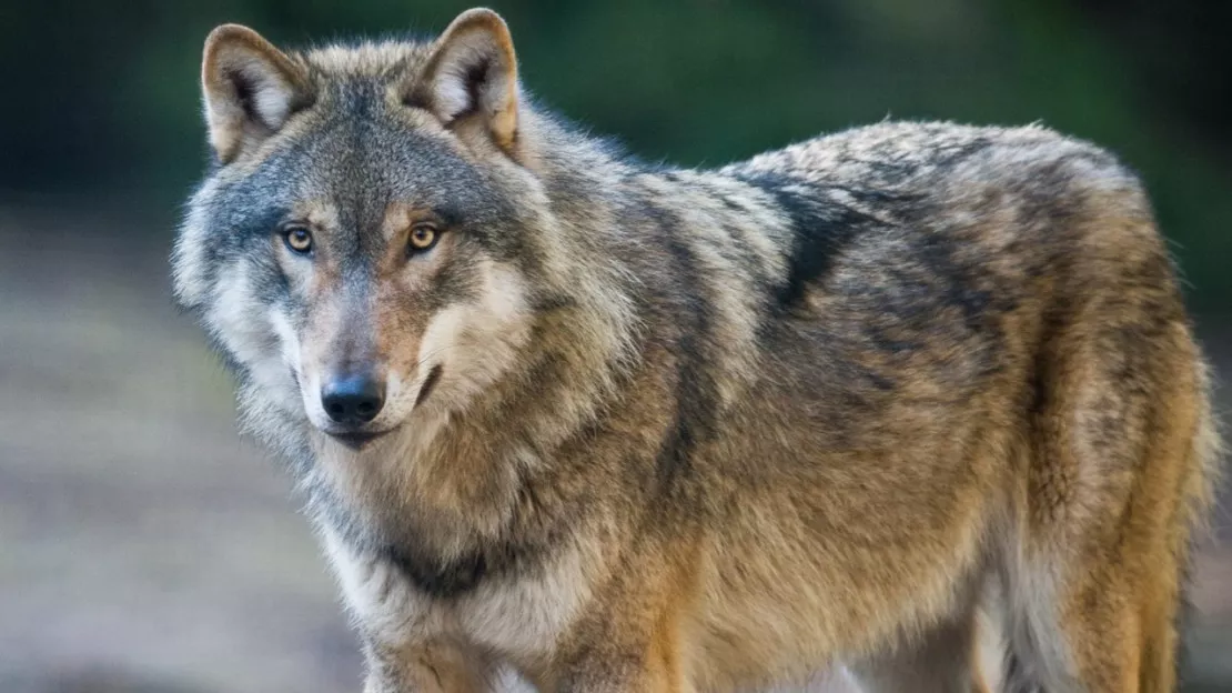 Haute-Provence : One Voice en défense des loups contre la préfecture