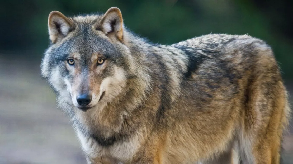 Haute-Provence : rencontre inédite entre une personne et cinq loups à Castellet les Sausses