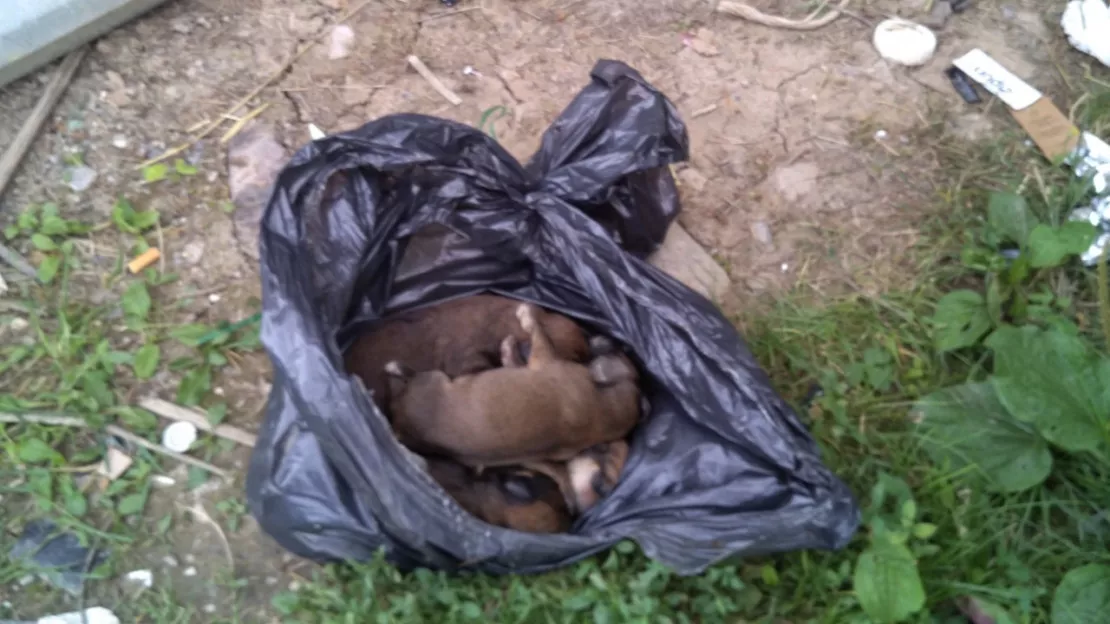 Haute-Provence : un appel à témoins après que six chiots aient été retrouvés dans une poubelle