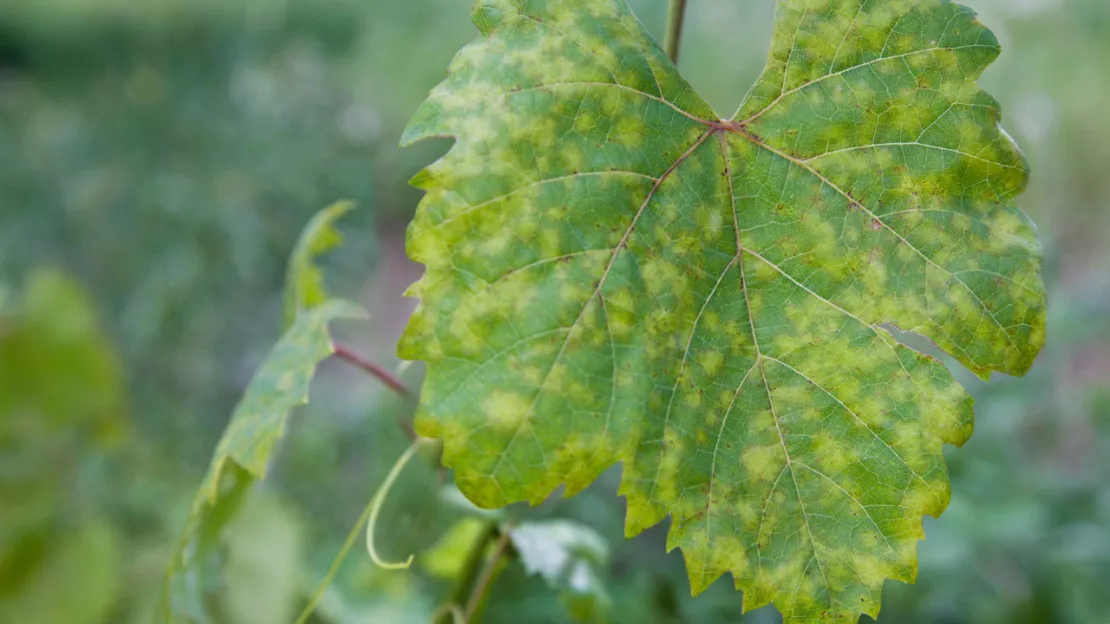 Haute-Provence : un fonds d’urgence viticole débloqué pour le territoire