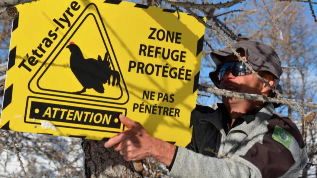 Haute-Provence : une dixième zone de quiétude pour les 10 ans du "Tétras-Quiet"