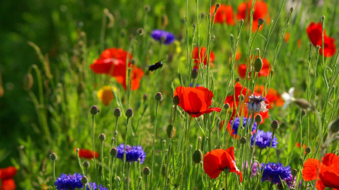 Haute-Provence : vers une 4ème fleur pour Gréoux les Bains ?