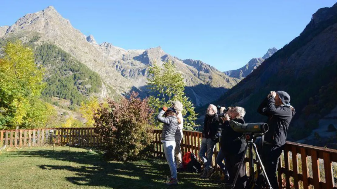 Hautes-Alpes : à vos jumelles, des volontaires attendus pour compter les gypaètes barbus