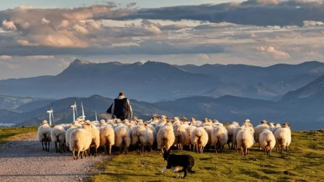 Hautes-Alpes : la confédération paysanne a manifesté pour obtenir un nouveau statut pour les chiens de protection