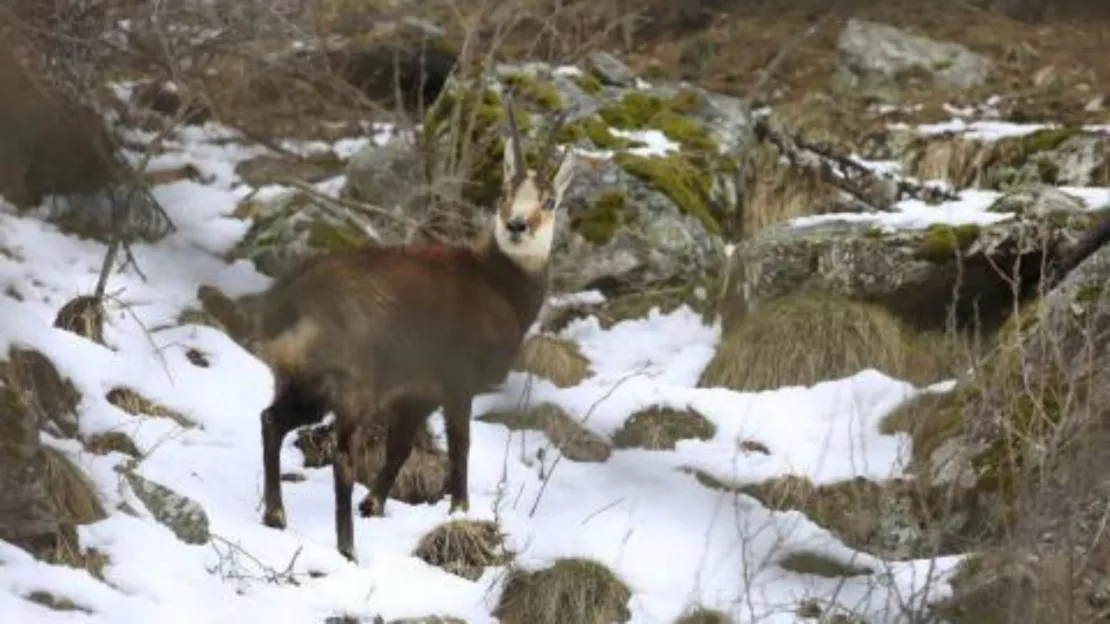 Hautes-Alpes : la santé du chamois à la loupe dans les Écrins