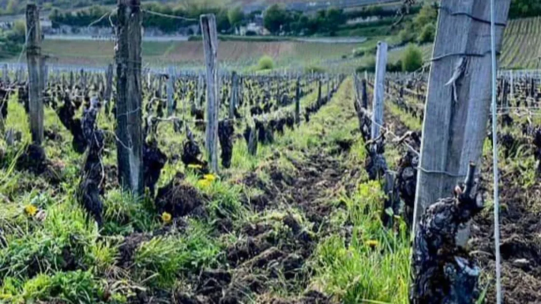 Hautes-Alpes : le gel touche durement les vignobles du département
