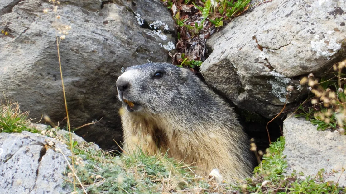 Hautes-Alpes : les marmottes seront comptées dimanche à Eygliers