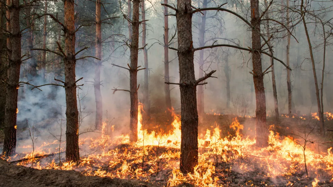 Hautes-Alpes : Sorbiers veut son coupe-feu pour protéger ses forêts