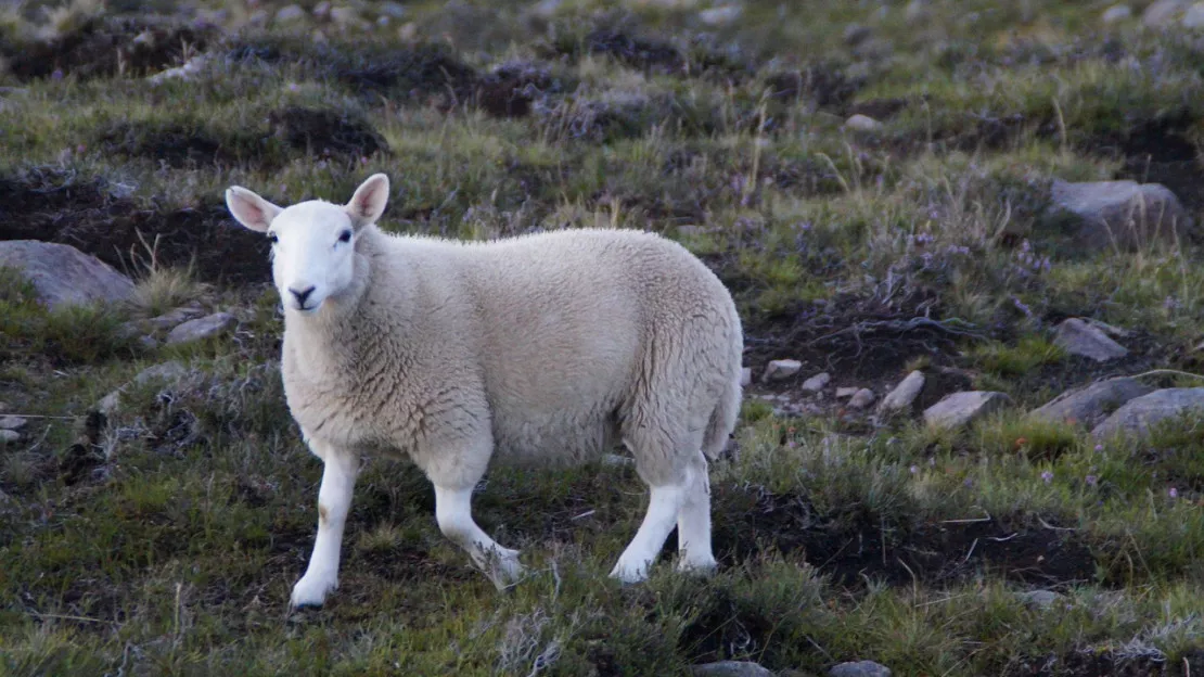 Hautes-Alpes : suspicion de cas de fièvre catarrhale ovine dans le département