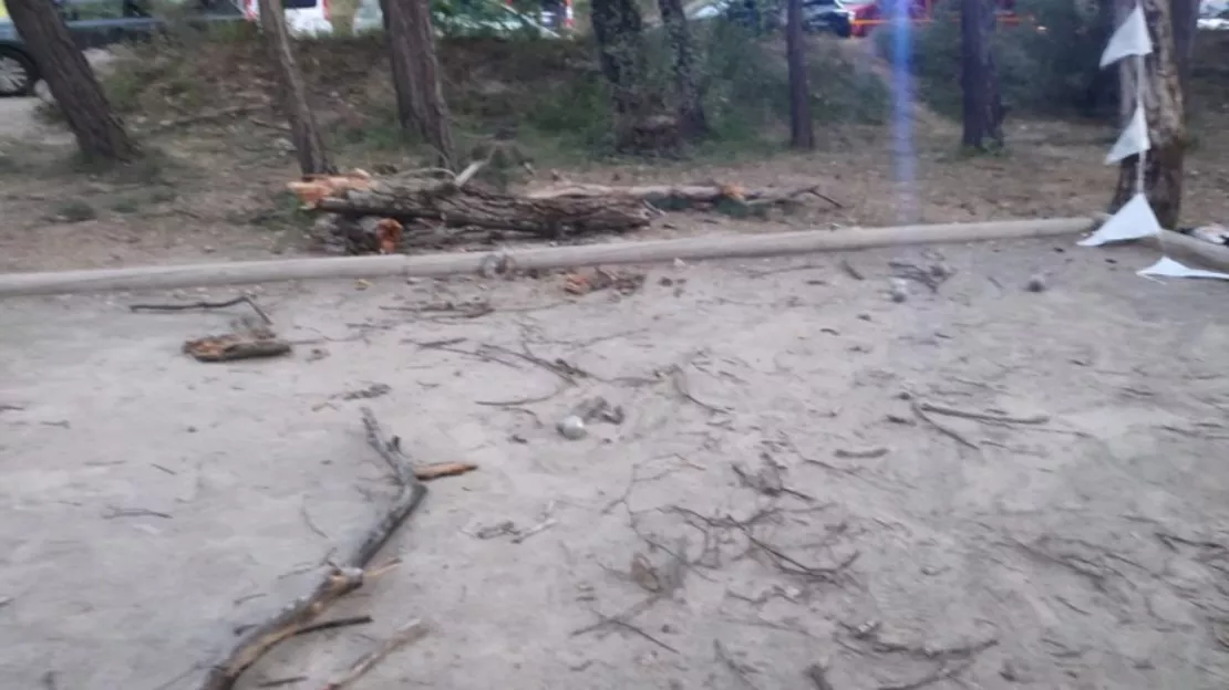 Hautes-Alpes : un arbre d'une dizaine de mètres tombe sur une sexagénaire à Rochebrune