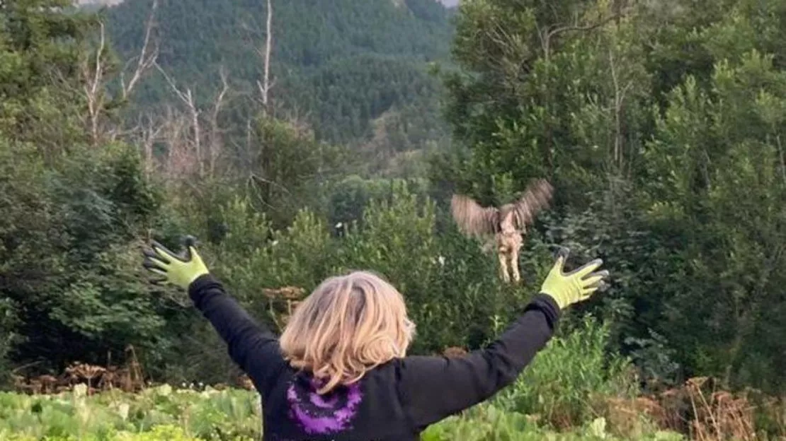 Hautes-Alpes : une chouette hulotte recouvre sa liberté