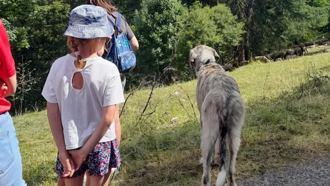 Hautes-Alpes : une journée de sensibilisation aux chiens de protection