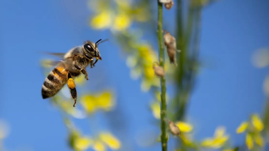 L'abeille a-t-elle Duplomb dans l'aile ?