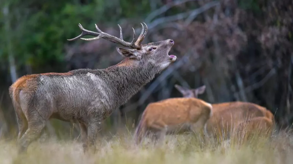 L’OFB veille à la saison des amours du cerf sur le territoire bas-alpin