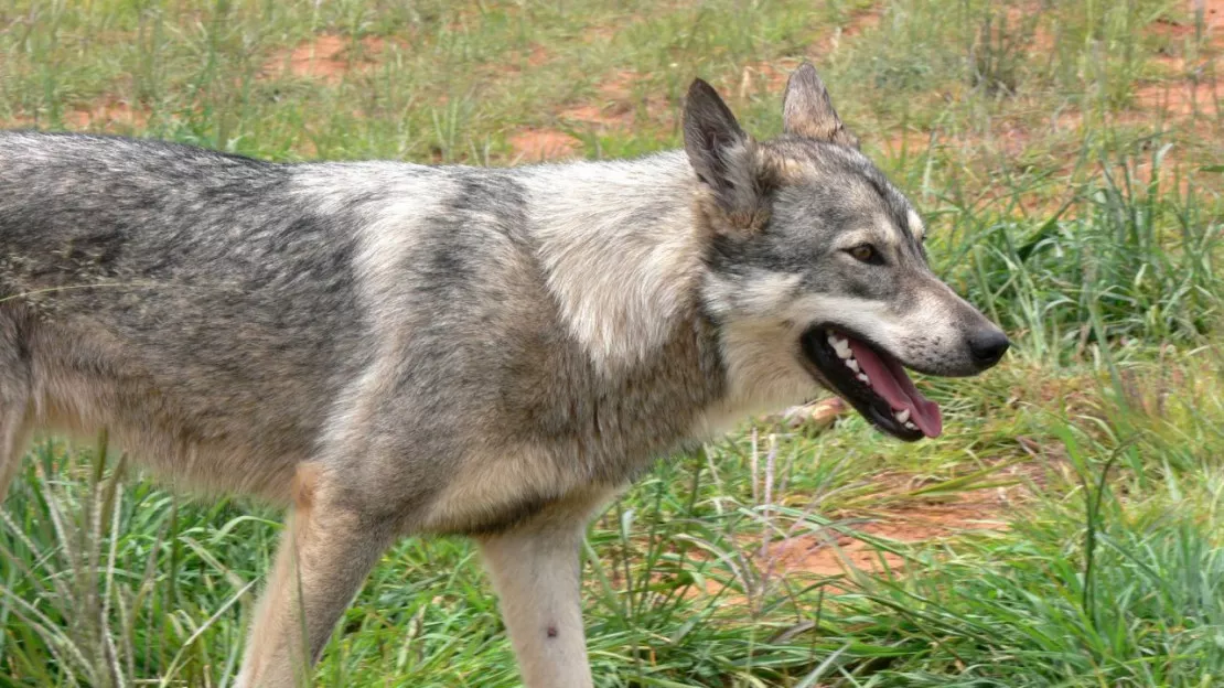 L’Union européenne donne son feu vert pour abaisser le statut du loup