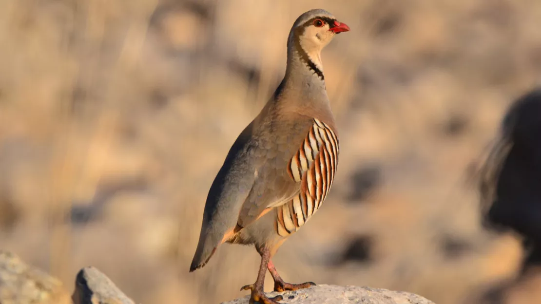 La chasse aux galliformes suspendue dans les Hautes-Alpes