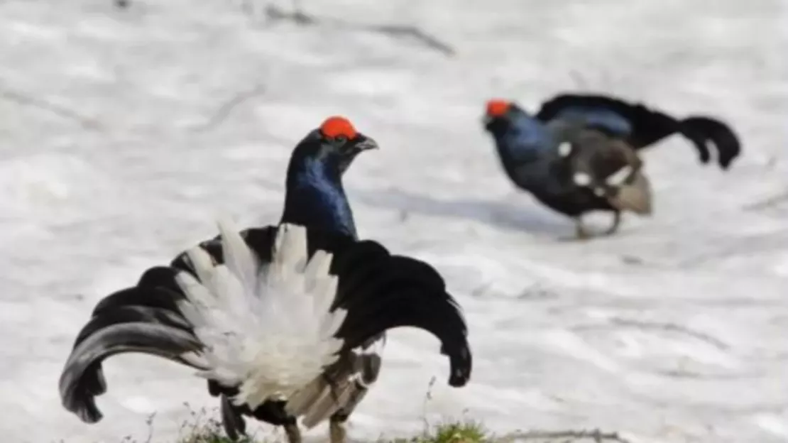 La chasse aux tétras-lyres interdite dans les Alpes de Haute-Provence