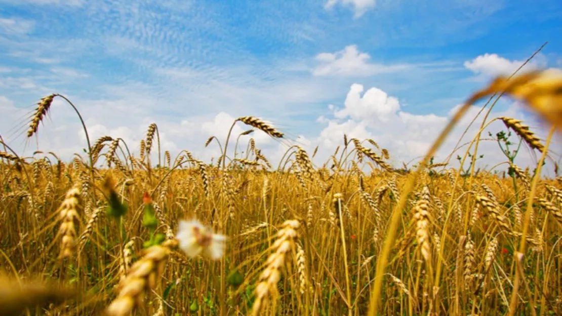 La Région ne touchera pas au budget agricole