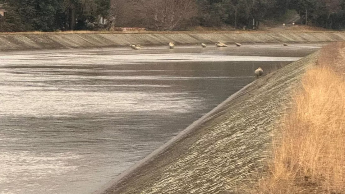 « Le loup est à Manosque »