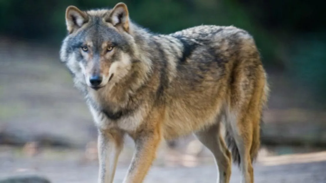 Le statut du loup déclassé par la Convention de Berne