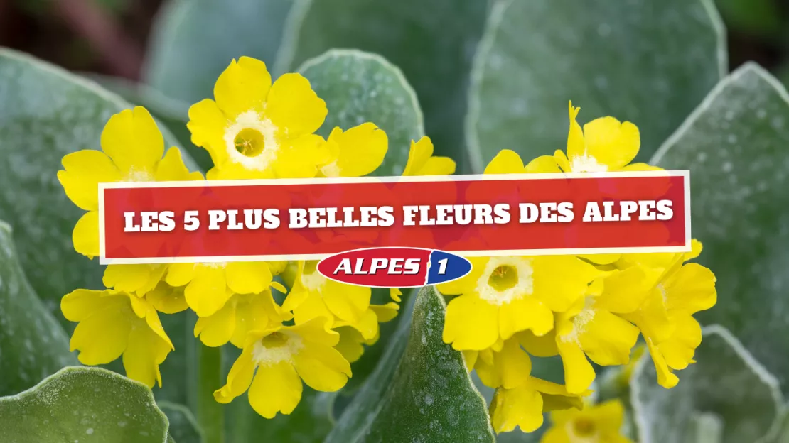  Les 5 plus belles fleurs des Alpes