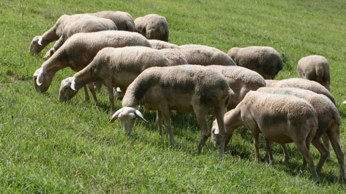 Les agriculteurs battront de nouveau le pavé le 15 novembre